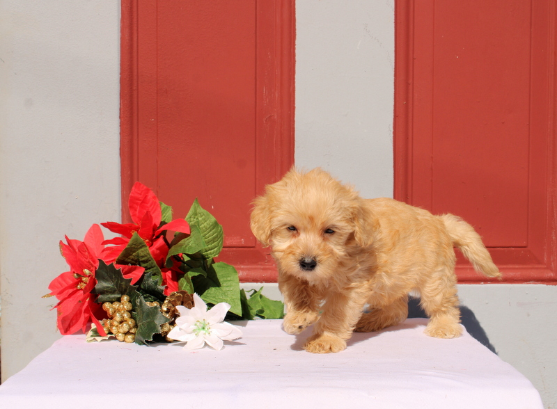 puppy, for, sale, Morkie-Poo, Matthew B. Stoltzfus, dog, breeder, Gap, PA, dog-breeder, puppy-for-sale, forsale, nearby, find, puppyfind, locator, puppylocator, aca